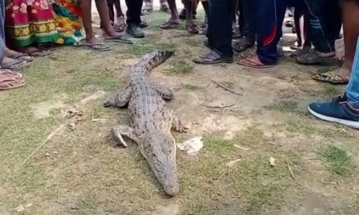 वन विभाग ने डेढ़ घंटे रेस्क्यू के बाद मगरमच्छ को बेतवा नदी में छोड़ा :ललितपुर/जाखलौन